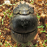 Scarabaeus galenus
